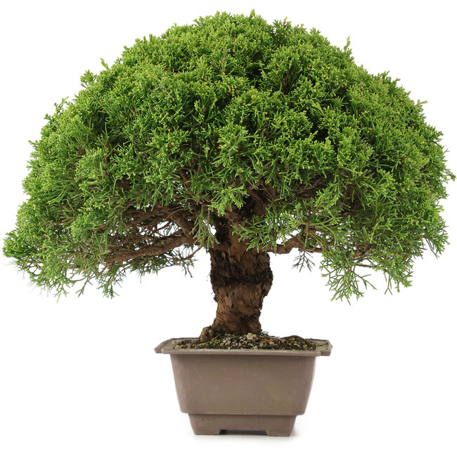 Juniperus chinensis Itoigawa, 31 cm, ± 15 Jahre alt