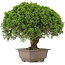 Juniperus chinensis Itoigawa, 31 cm, ± 15 anni