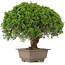 Juniperus chinensis Itoigawa, 31 cm, ± 15 ans