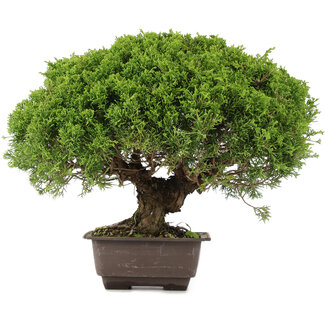 Juniperus chinensis Itoigawa, 29 cm, ± 15 anni