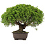 Juniperus chinensis Itoigawa, 29 cm, ± 15 anni