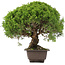 Juniperus chinensis Itoigawa, 29 cm, ± 15 ans