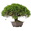 Juniperus chinensis Itoigawa, 29 cm, ± 15 ans