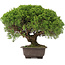 Juniperus chinensis Itoigawa, 29 cm, ± 15 ans