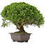 Juniperus chinensis Itoigawa, 29 cm, ± 15 ans