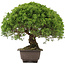 Juniperus chinensis Itoigawa, 29 cm, ± 15 años