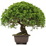 Juniperus chinensis Itoigawa, 29 cm, ± 15 ans