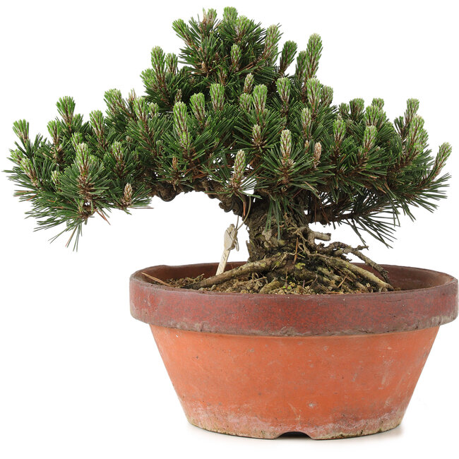 Pinus thunbergii, 22,5 cm, ± 25 jaar oud, in gebroken pot