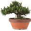 Pinus thunbergii, 22,5 cm, ± 25 años, en maceta rota