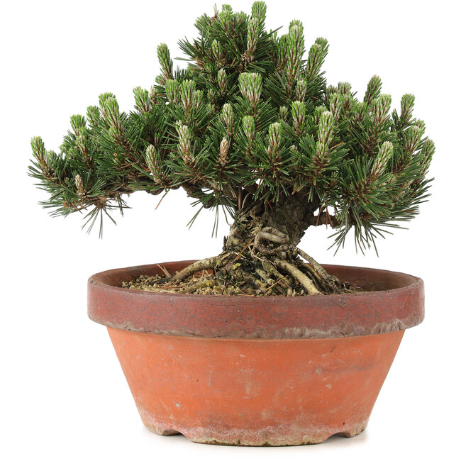 Pinus thunbergii, 22,5 cm, ± 25 years old, in a broken pot