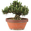 Pinus thunbergii, 22,5 cm, ± 25 anni, in vaso rotto