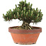 Pinus thunbergii, 22,5 cm, ± 25 jaar oud, in gebroken pot