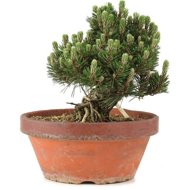 Pinus thunbergii, 22,5 cm, ± 25 jaar oud, in gebroken pot