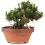 Pinus thunbergii, 22,5 cm, ± 25 years old, in a broken pot