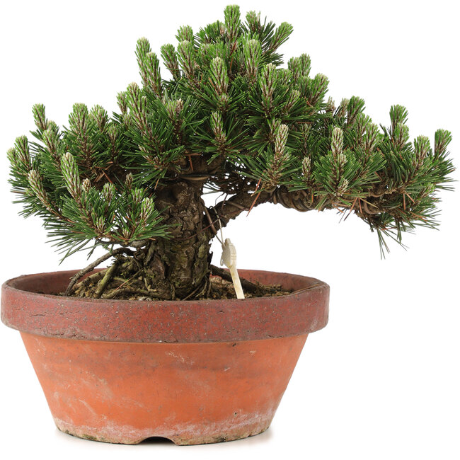 Pinus thunbergii, 22,5 cm, ± 25 years old, in a broken pot