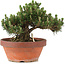 Pinus thunbergii, 22,5 cm, ± 25 jaar oud, in gebroken pot