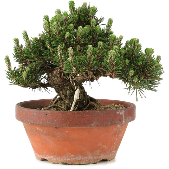 Pinus thunbergii, 22,5 cm, ± 25 jaar oud, in gebroken pot