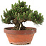 Pinus thunbergii, 22,5 cm, ± 25 jaar oud, in gebroken pot