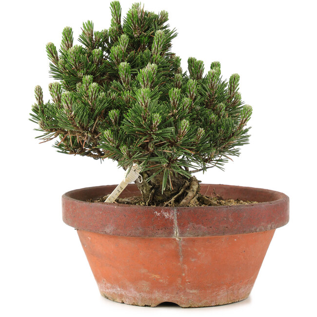 Pinus thunbergii, 22,5 cm, ± 25 jaar oud, in gebroken pot
