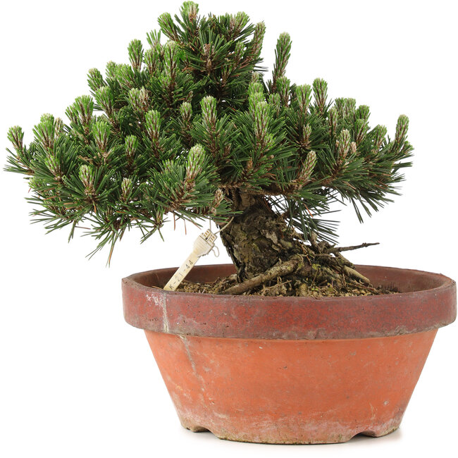 Pinus thunbergii, 22,5 cm, ± 25 ans, dans un pot cassé
