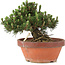 Pinus thunbergii, 22,5 cm, ± 25 jaar oud, in gebroken pot