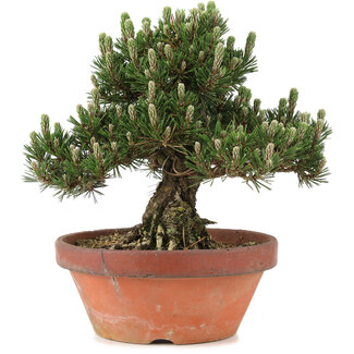 Pinus thunbergii, 29,5 cm, ± 25 years old