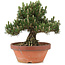 Pinus thunbergii, 29,5 cm, ± 25 jaar oud, in gebroken pot