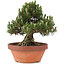 Pinus thunbergii, 29,5 cm, ± 25 jaar oud, in gebroken pot