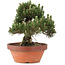 Pinus thunbergii, 29,5 cm, ± 25 years old, in a broken pot
