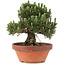 Pinus thunbergii, 29,5 cm, ± 25 years old, in a broken pot
