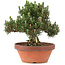 Pinus thunbergii, 29,5 cm, ± 25 jaar oud, in gebroken pot