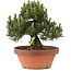 Pinus thunbergii, 29,5 cm, ± 25 años, en maceta rota