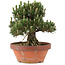 Pinus thunbergii, 29,5 cm, ± 25 ans, dans un pot cassé