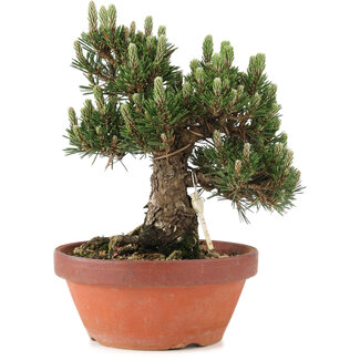 Pinus thunbergii, 27 cm, ± 25 ans