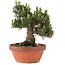 Pinus thunbergii, 27 cm, ± 25 jaar oud