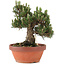 Pinus thunbergii, 27 cm, ± 25 years old
