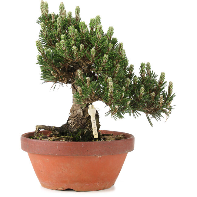 Pinus thunbergii, 27 cm, ± 25 Jahre alt