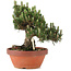 Pinus thunbergii, 27 cm, ± 25 jaar oud