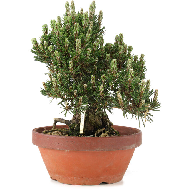 Pinus thunbergii, 27 cm, ± 25 Jahre alt