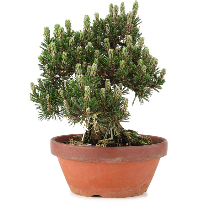 Pinus thunbergii, 27 cm, ± 25 years old