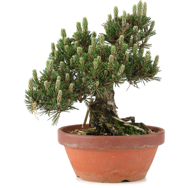 Pinus thunbergii, 27 cm, ± 25 anni