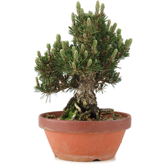 Pinus thunbergii, 27 cm, ± 25 years old