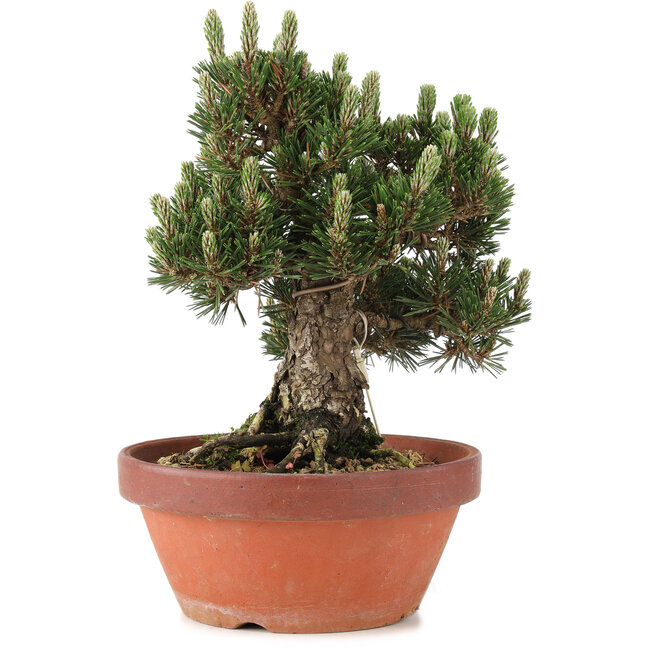 Pinus thunbergii, 27 cm, ± 25 anni