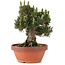 Pinus thunbergii, 27 cm, ± 25 ans