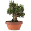 Pinus thunbergii, 27 cm, ± 25 jaar oud