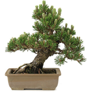 Pinus thunbergii, 27 cm, ± 25 anni