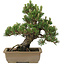 Pinus thunbergii, 27 cm, ± 25 years old