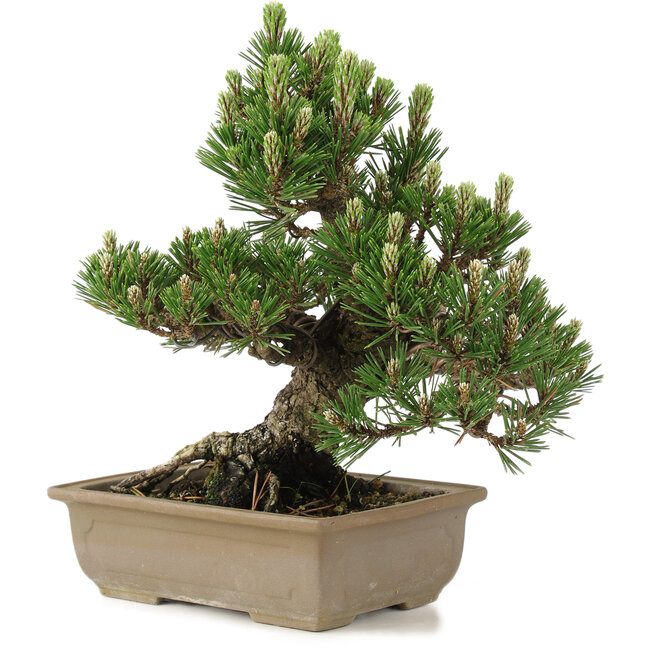Pinus thunbergii, 27 cm, ± 25 anni