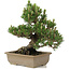 Pinus thunbergii, 27 cm, ± 25 years old