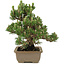 Pinus thunbergii, 27 cm, ± 25 jaar oud